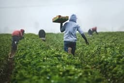 Farm Land For Rent