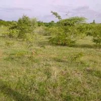 20080-sqft-plot-for-sale-in-bhalla-farms-kanpur-road-lucknow-big-1