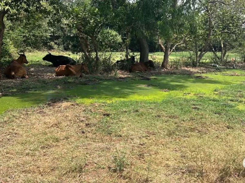agriculture-land-mahmadpura