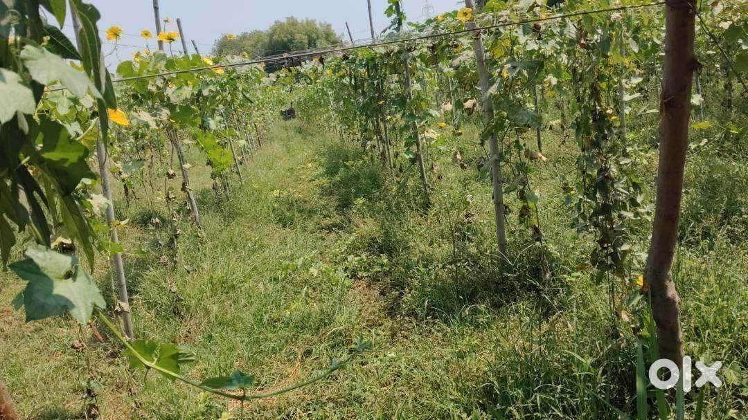 agriculture-land-to-be-sold-at-prime-location-on-padra-jambusar-road-big-0