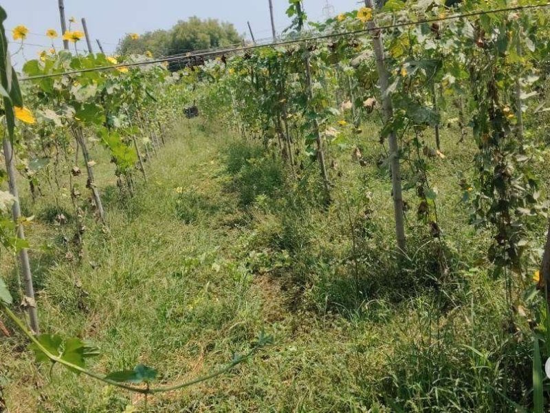 agriculture-land-to-be-sold-at-prime-location-on-padra-jambusar-road