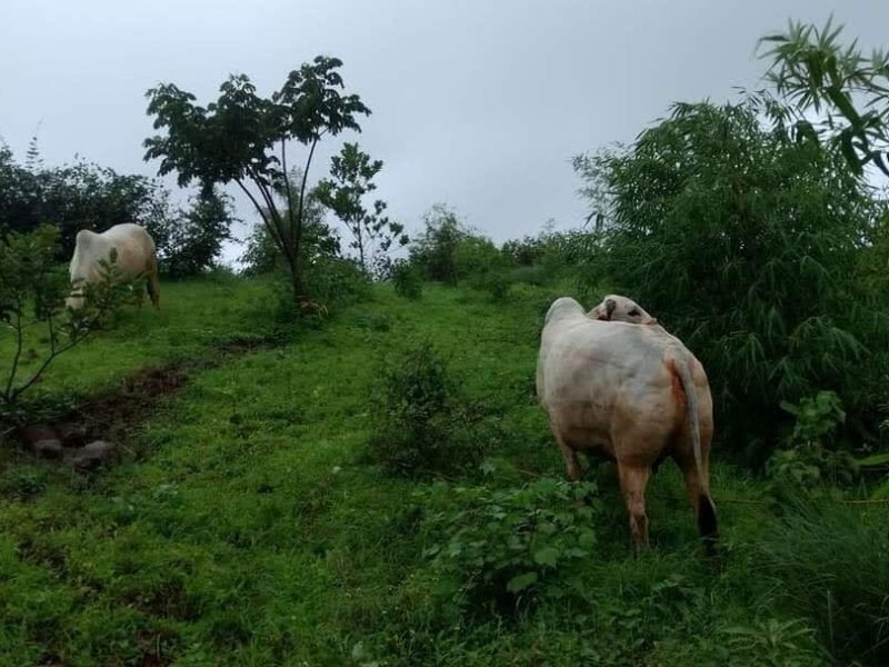 trimbakeshwar-nashik-resale-farm-agriculture-land-for-sale-in-trimbakeshwar-nashik