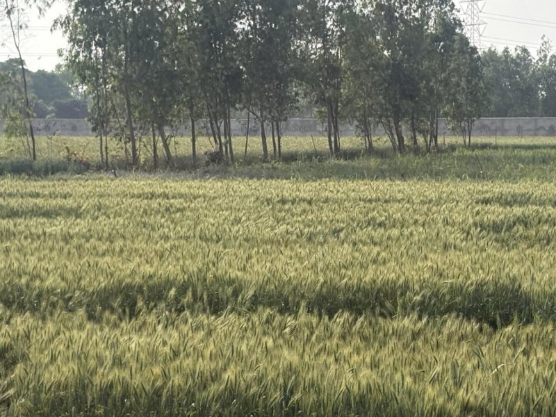 agriculturalfarm-land-for-sale-in-rithora-bareilly-u-p
