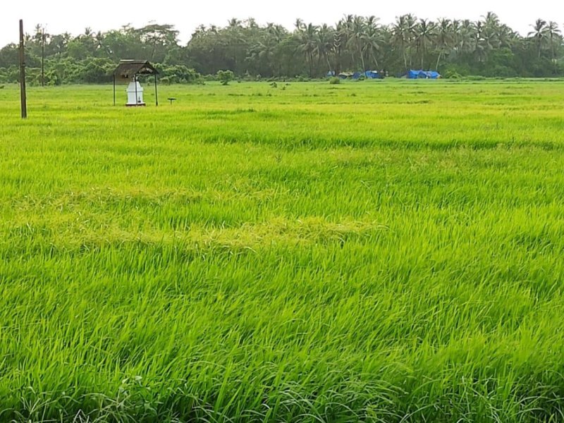 agriculturalfarm-land-for-sale-in-nawabganj-bareilly-u-p