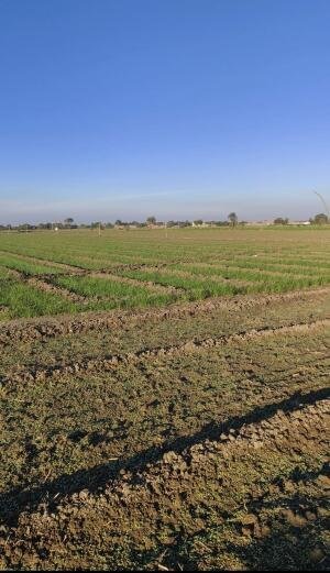 commercial-land-and-plot-for-sale-in-indore-big-0