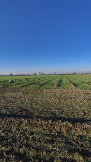 commercial-land-and-plot-for-sale-in-indore-big-2